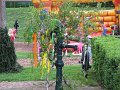 maibaum (82)